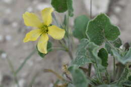 Image of peonyleaf woodsorrel