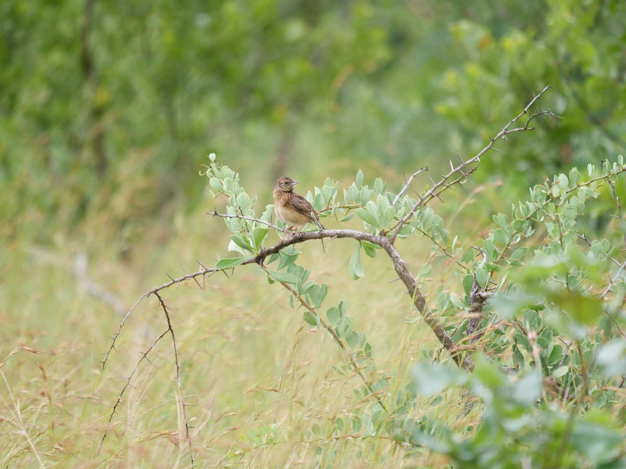 Image of Flappet Lark