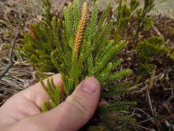 Imagem de Dendrolycopodium obscurum (L.) A. Haines