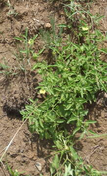 Image of starhair groundcherry