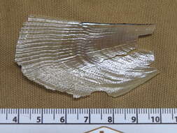 Image of saw-toothed penshell