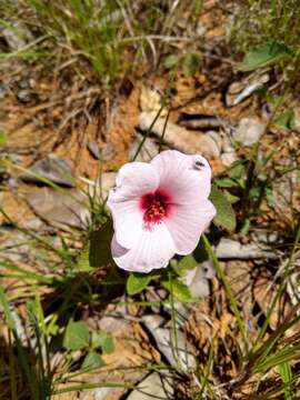 Plancia ëd Peltaea polymorpha (A. St.-Hil.) Krapov. & Cristobal