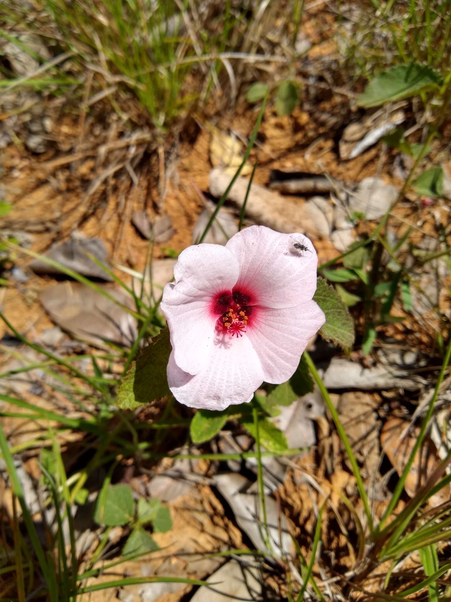 Imagem de Peltaea polymorpha (A. St.-Hil.) Krapov. & Cristobal