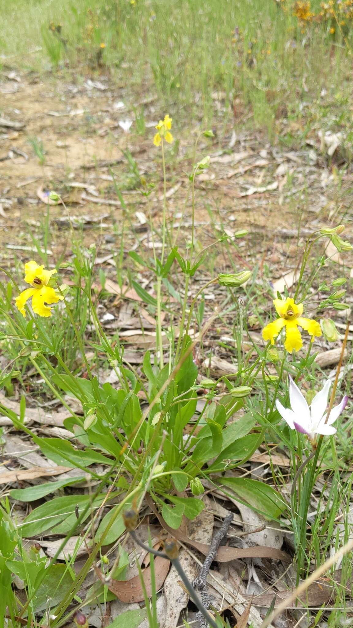 Image of Goodenia paradoxa