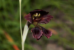 Image of Gladiolus atropurpureus Baker