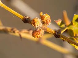 Image of Asphondylia resinosa Gagne 1990