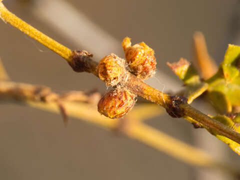 Image of Asphondylia resinosa Gagne 1990