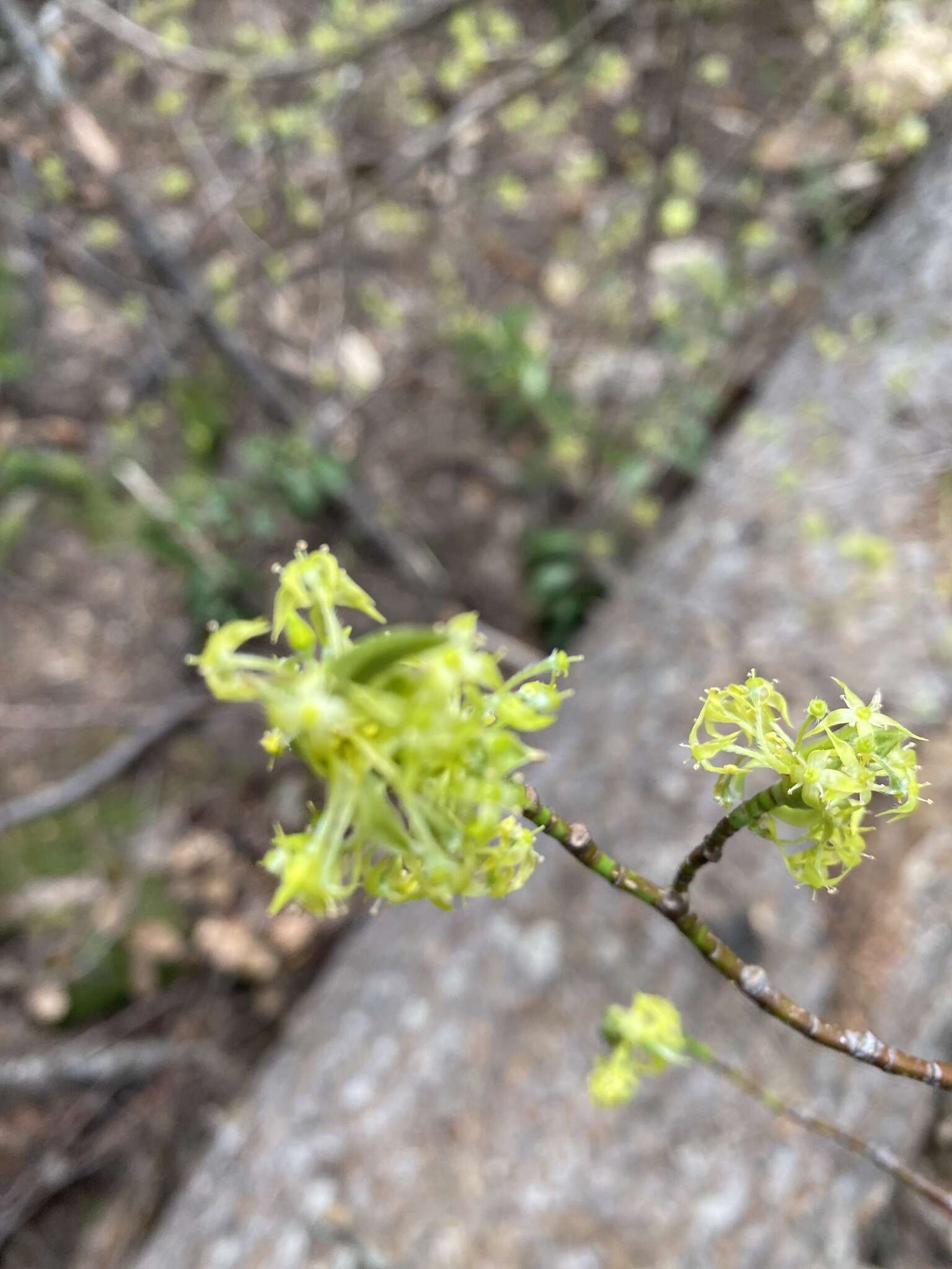 Слика од Cornus sessilis Torr.