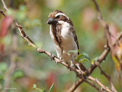 Image of Black-throated Barbet