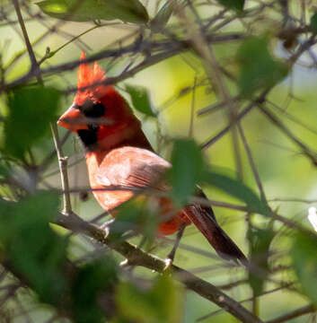 Plancia ëd Cardinalis cardinalis saturatus Ridgway 1885