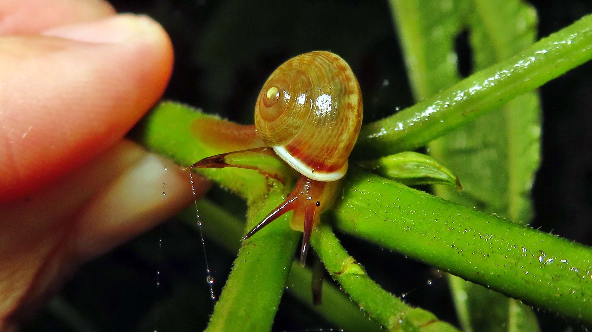 Image of <i>Helicina inaequistriata</i> Pilsbry 1900