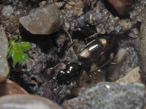 Image of Bembidion (Bembidion) quadrimaculatum (Linnaeus 1760)