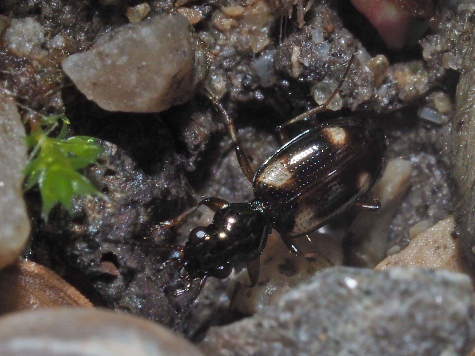 Imagem de Bembidion (Bembidion) quadrimaculatum (Linnaeus 1760)