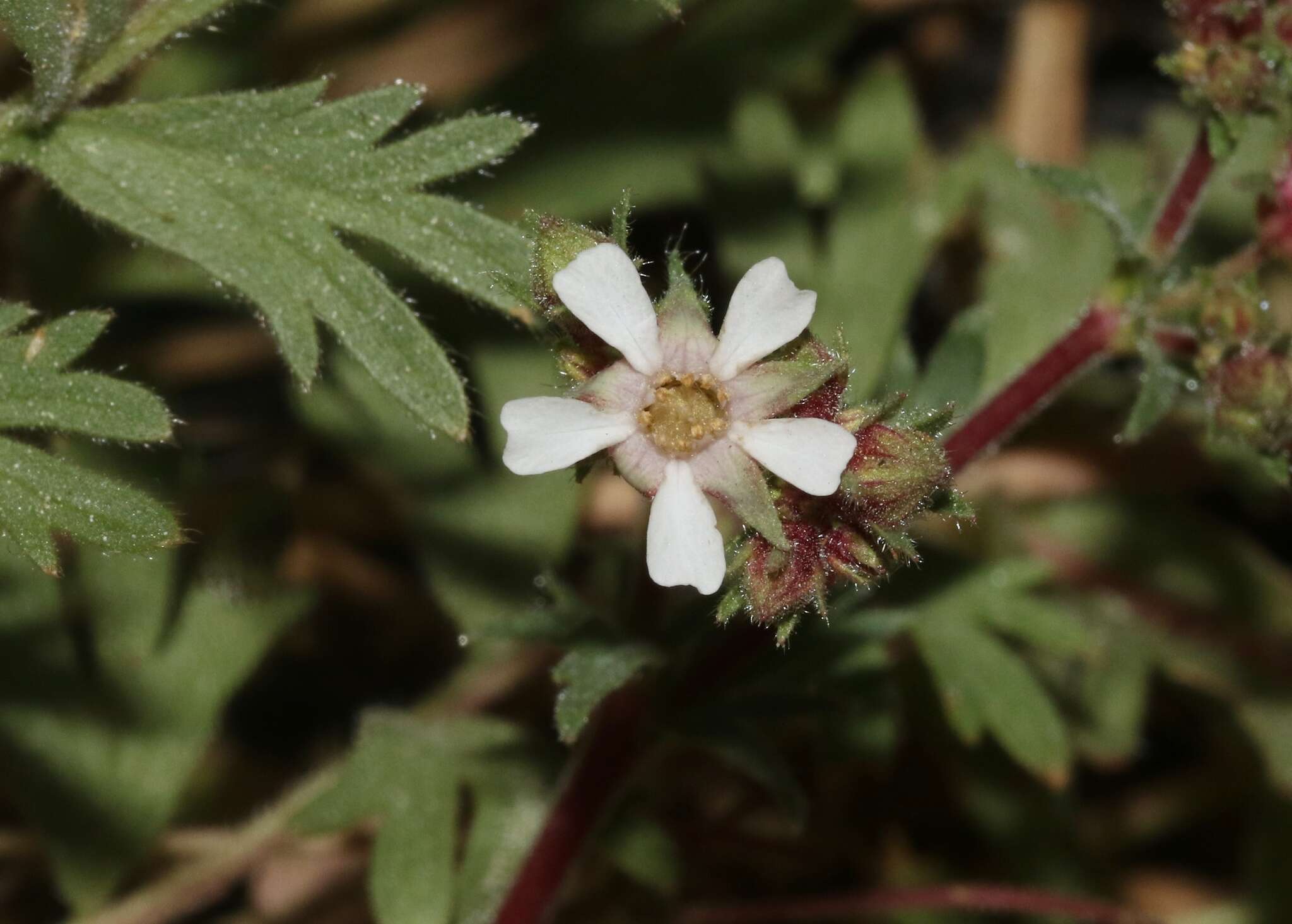 Image de Horkelia wilderae Parish