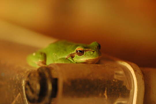 Image of Mediterranean Tree Frog