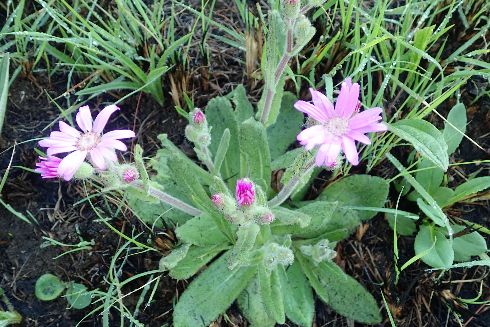 Senecio speciosus Willd. resmi