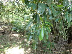 Image of Staphylea ternata (Nakai) Byng & Christenh.