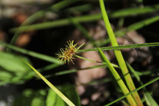 Image of Hairy Umbrella Sedge