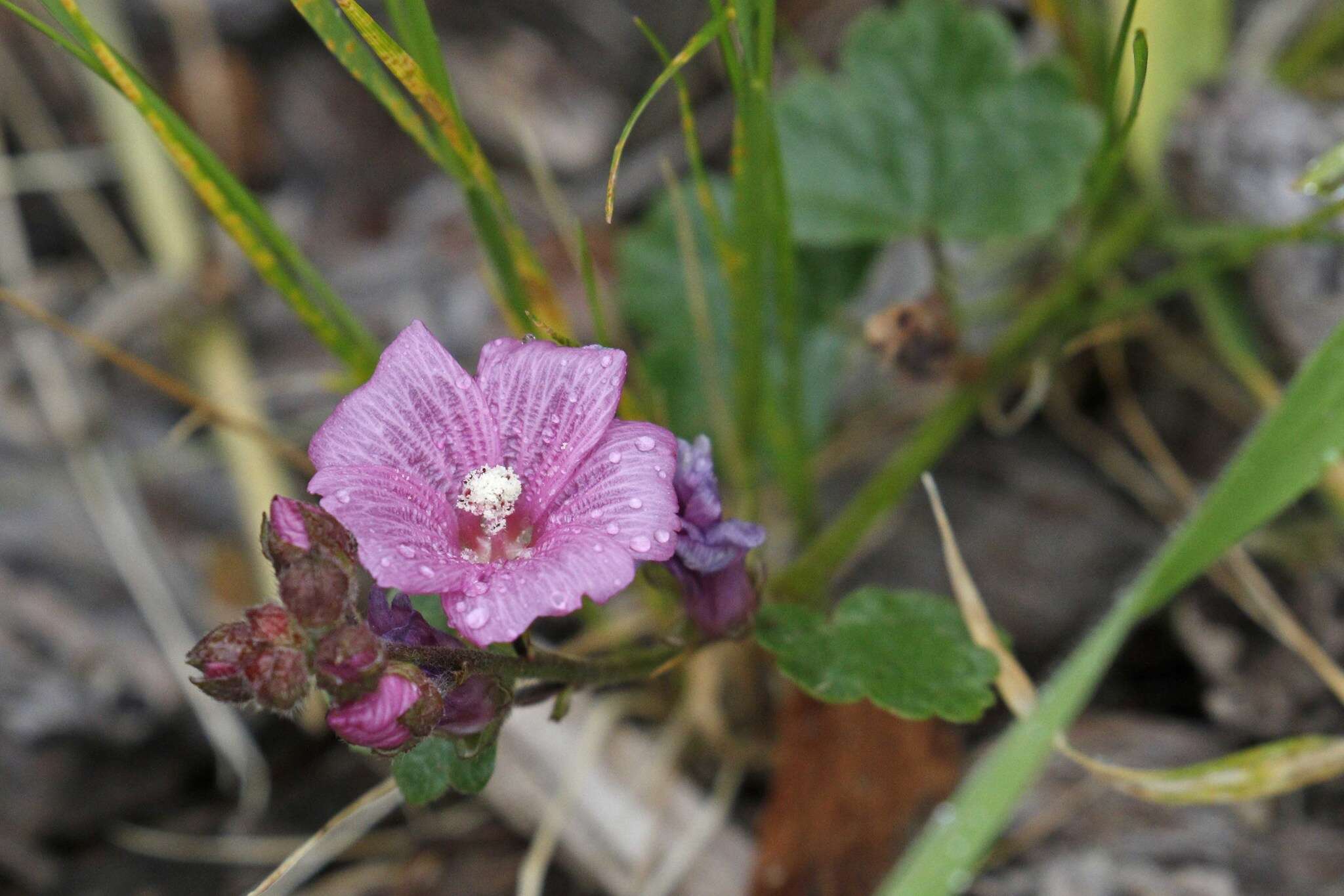 Image of dwarf checkerbloom