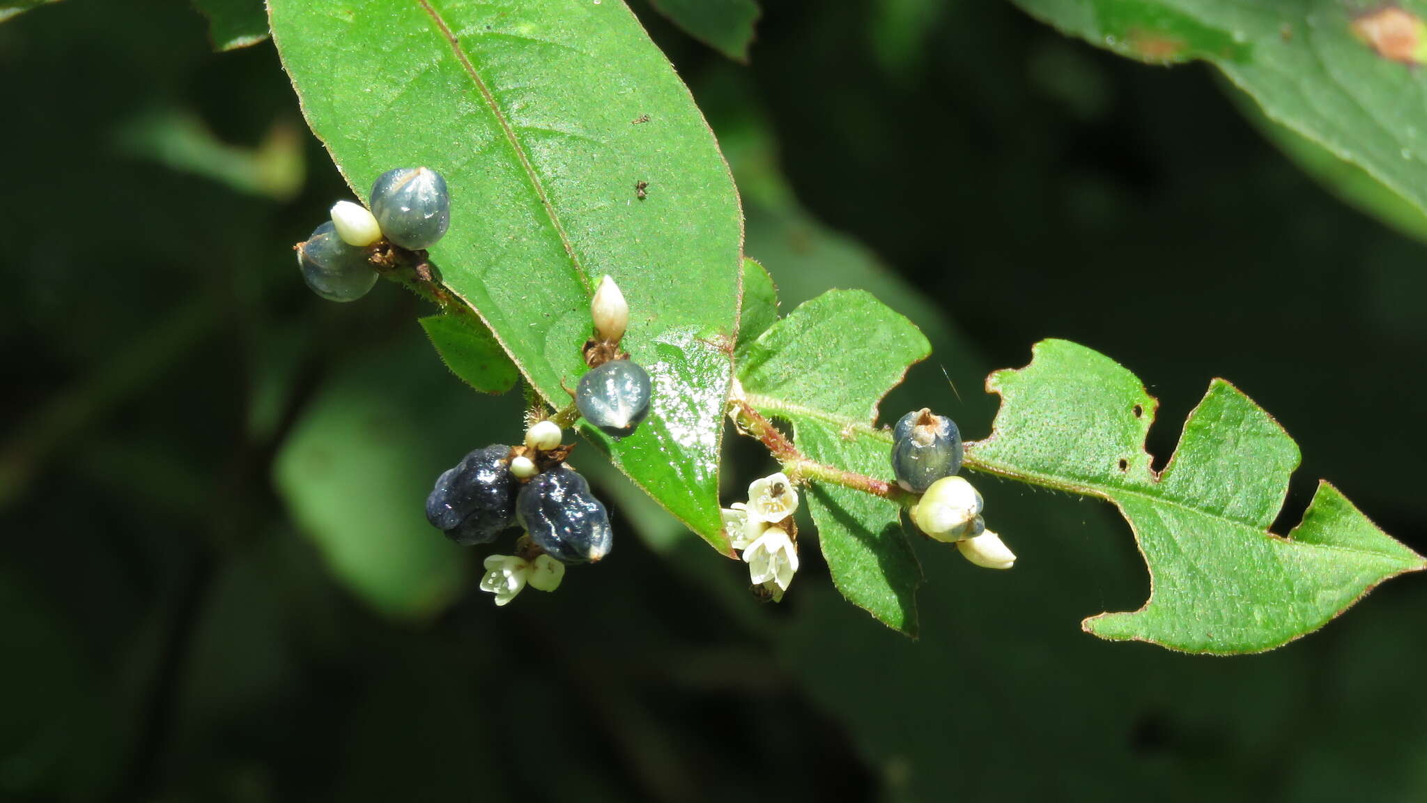 Sivun Persicaria chinensis (L.) Nakai kuva