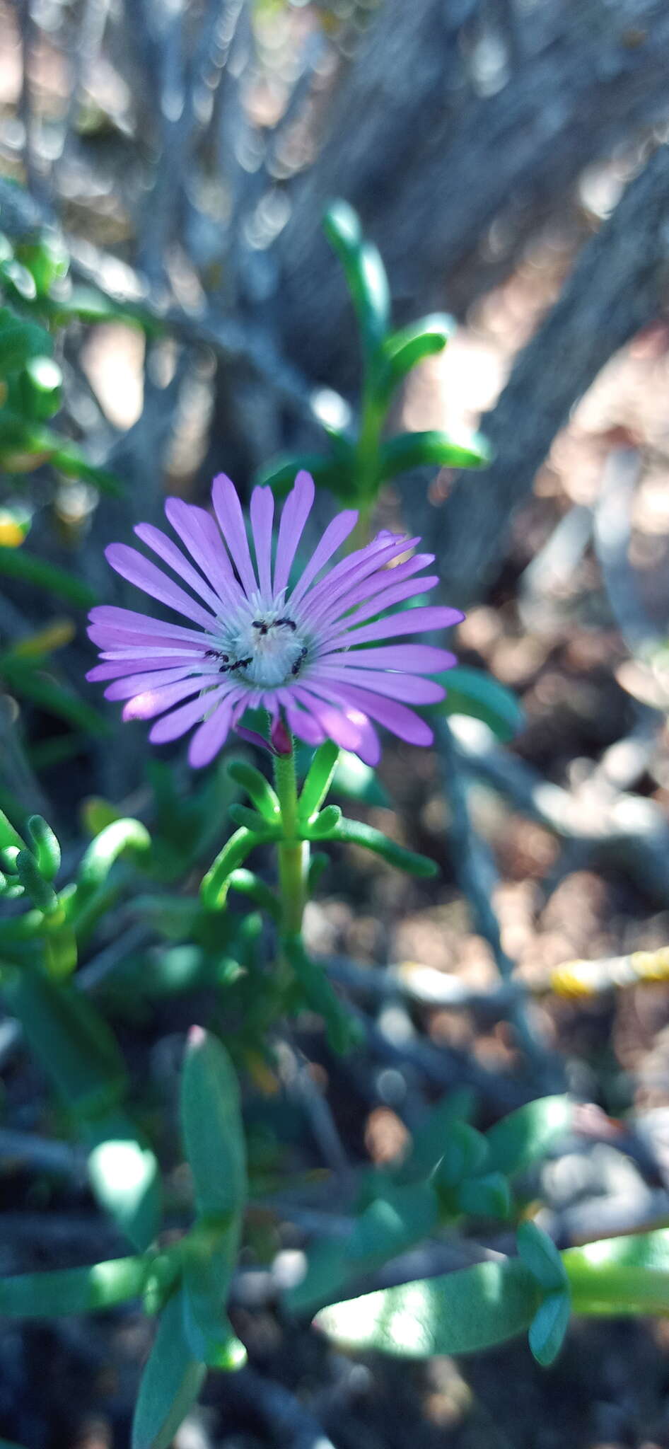 Image of Delosperma pageanum (L. Bol.) Schwant.