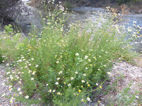 Image of scentless false mayweed