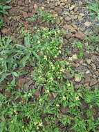 Image of hermitgold clematis