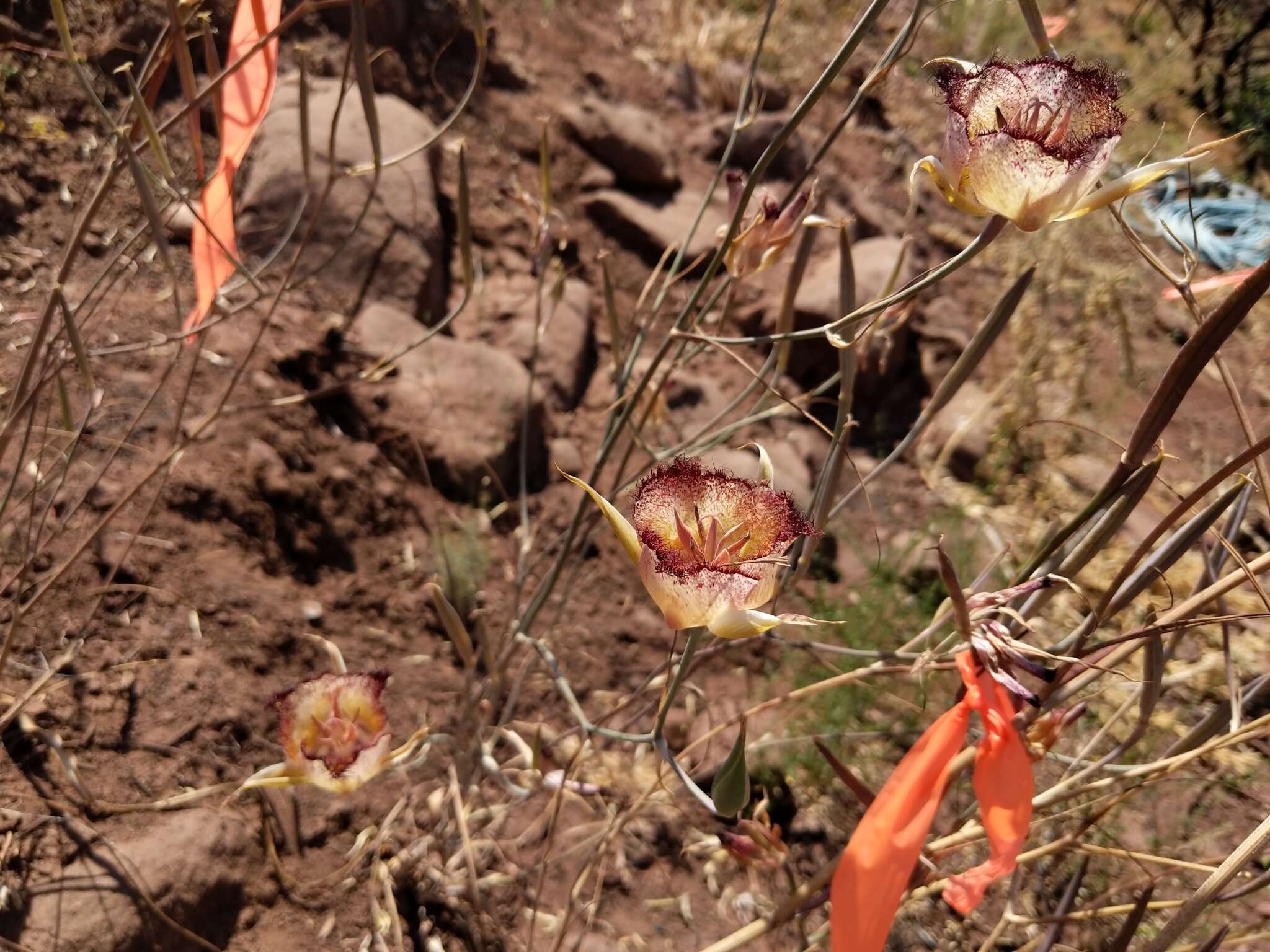 Calochortus fimbriatus H. P. McDonald resmi