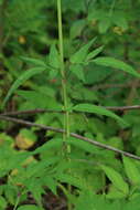 Image of Angelica anomala subsp. sachalinensis (Maxim.) H. Ohba