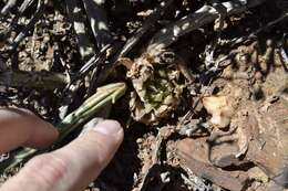 Image of Cederberg haworthia