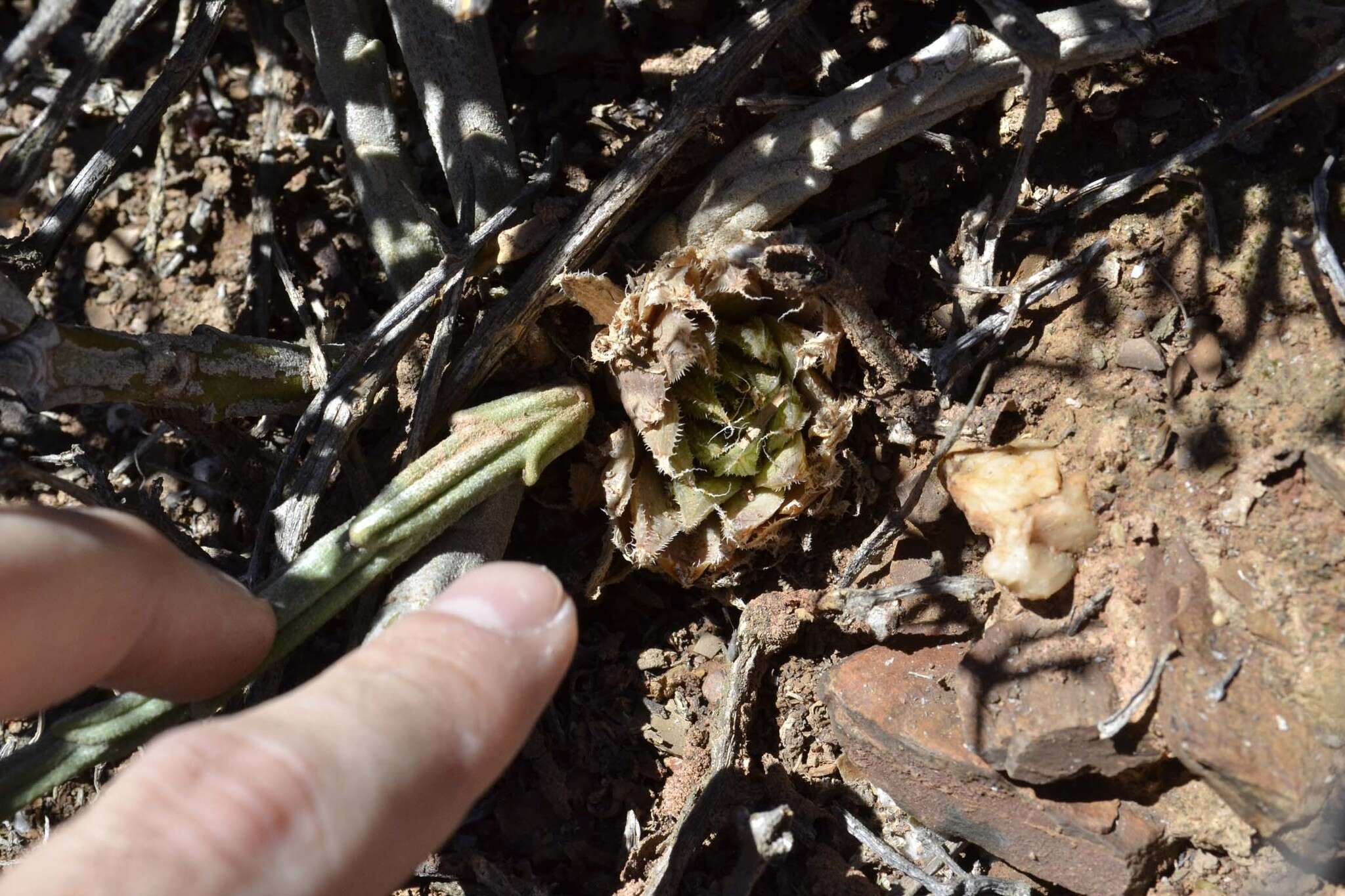 Image of Haworthia nortieri G. G. Sm.