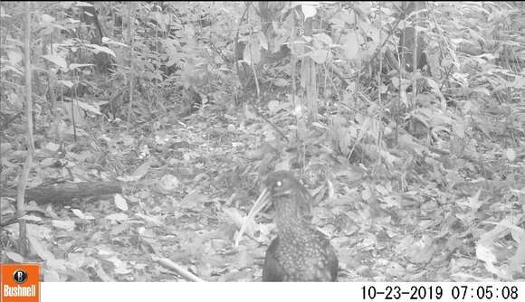 Image of Spot-breasted Ibis