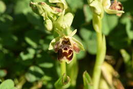 Image of Ophrys umbilicata subsp. umbilicata