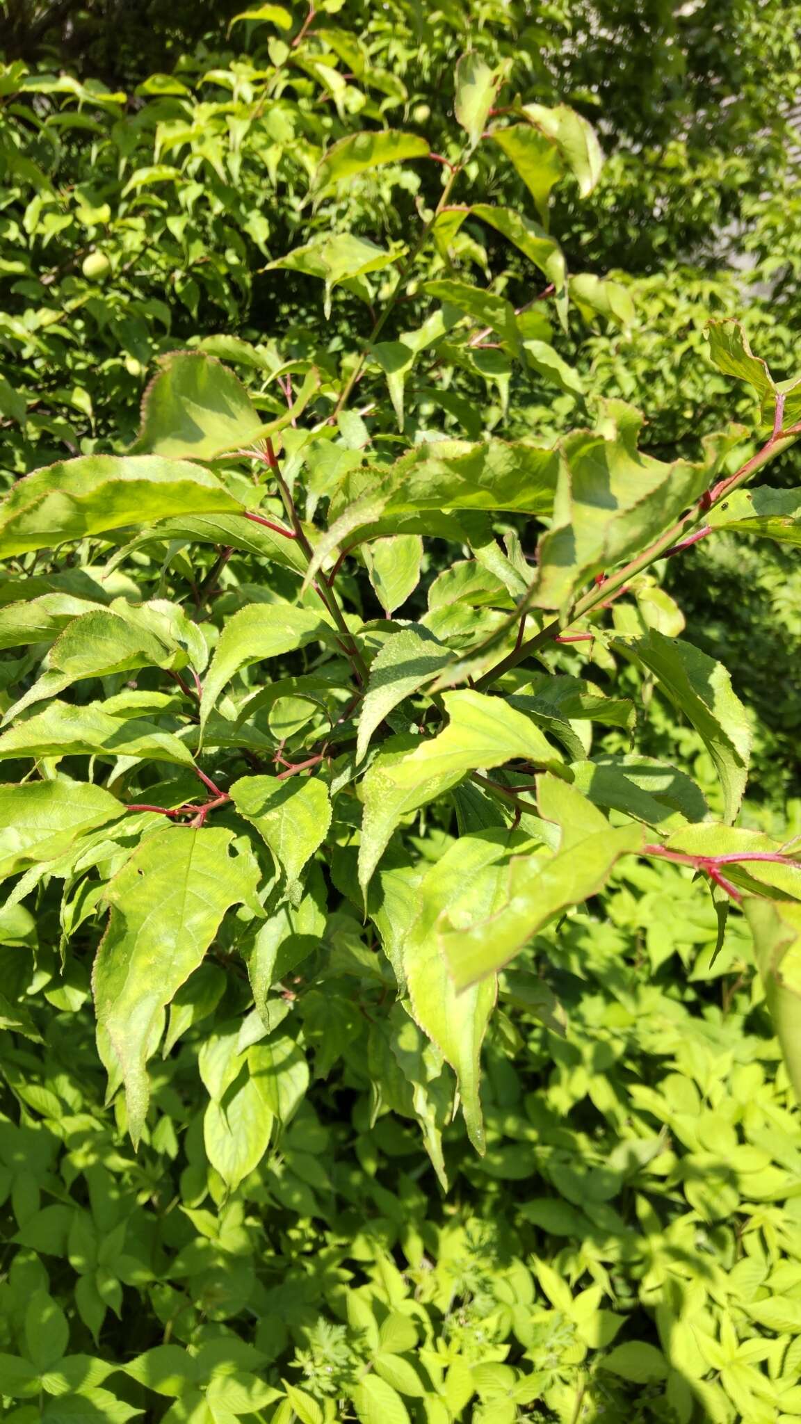 Image of Chinese plum