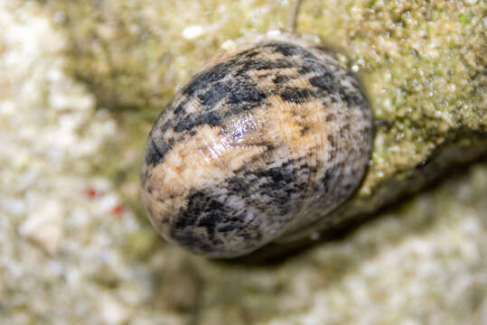 Image of polished nerite