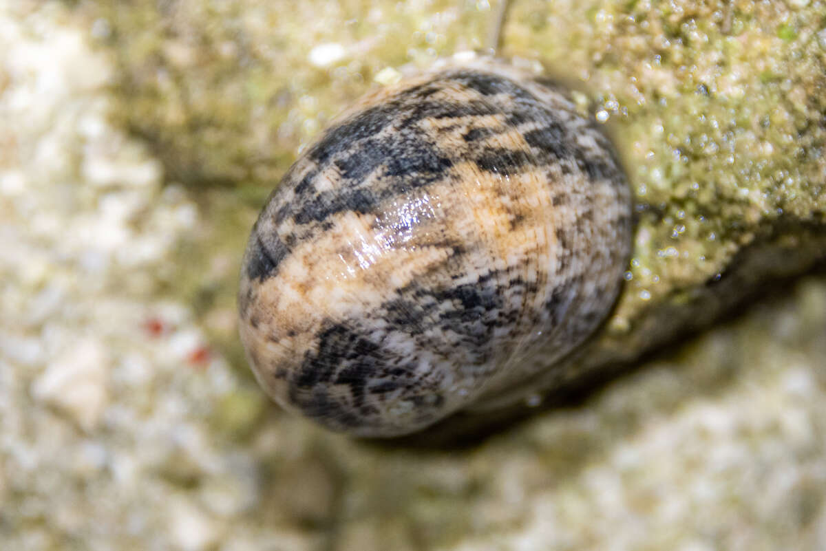 Image of polished nerite