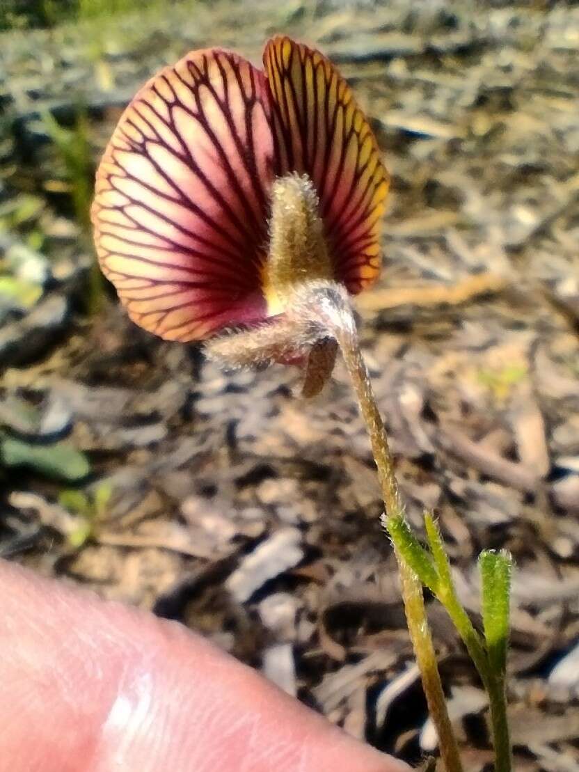 Слика од Isotropis cuneifolia (Sm.) B. D. Jacks.