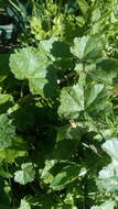 Image of low mallow