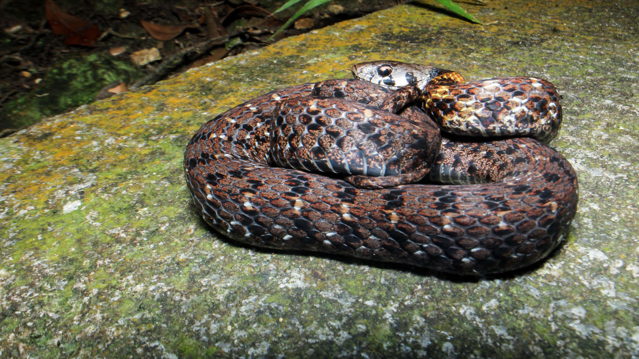 Imagem de Rhabdophis guangdongensis Zhu, Wang, Takeuichi & Zhao 2014