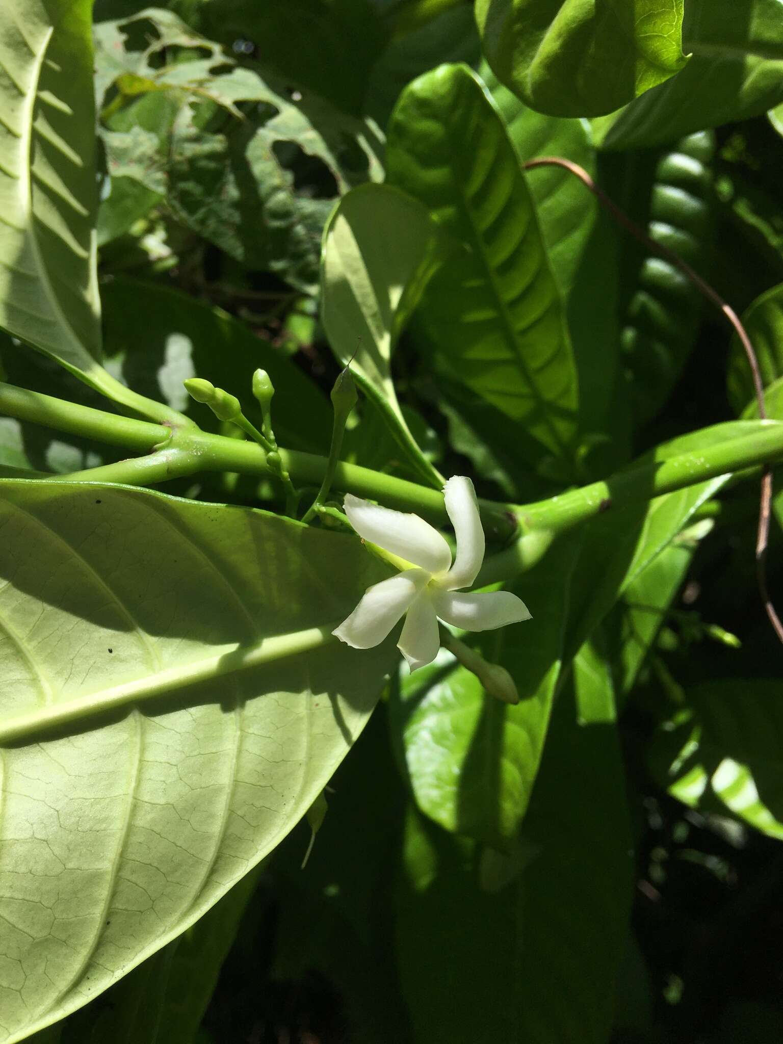 Sivun Tabernaemontana citrifolia L. kuva