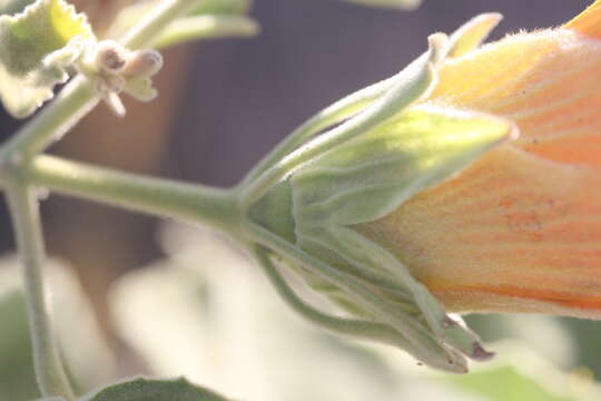 Imagem de Hibiscus austrinus Juswara & Craven