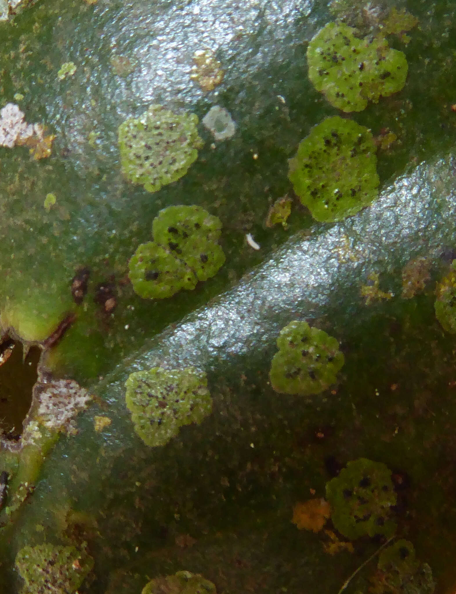 Image of Strigula smaragdula Fr.