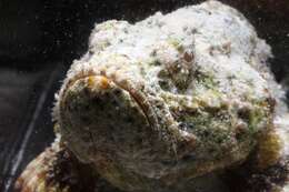 Image of False stonefish