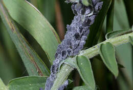 Image of Aphis (Aphis) craccae Linnaeus 1758