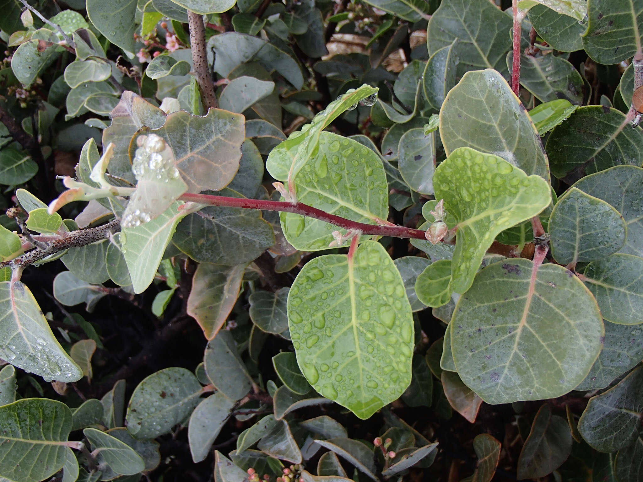 Image of Rhus lentii Kellogg