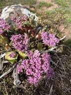 Imagem de Lomatium columbianum Mathias & Constance