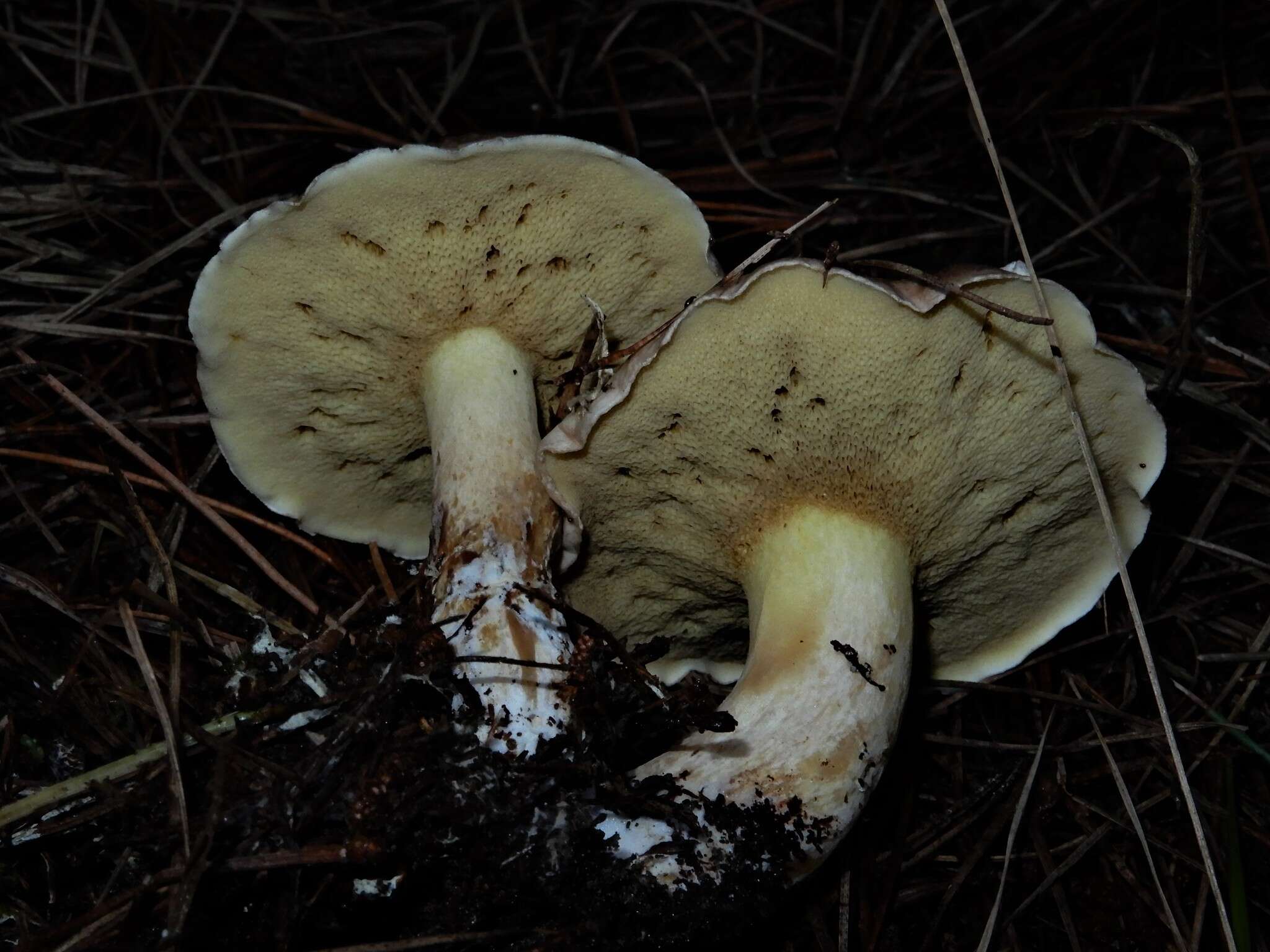 Image of Suillus quiescens T. D. Bruns & Vellinga 2010