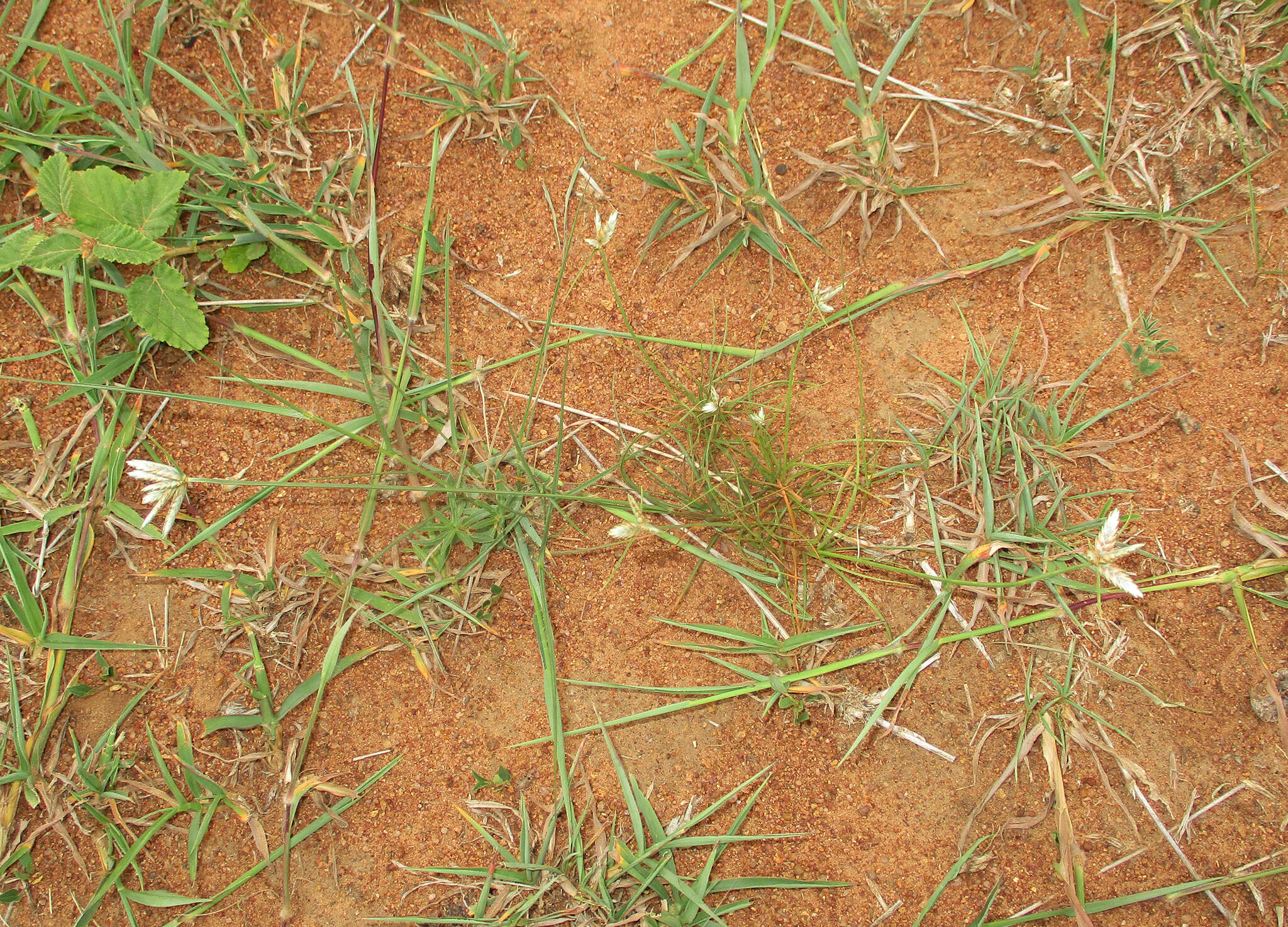 Image of Cyperus margaritaceus Vahl