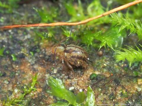 Image of Sminthurus mencenbergae Snider & RJ 1983