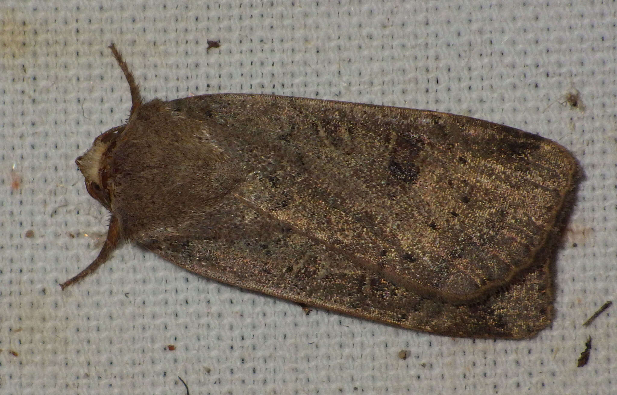 Image of lesser yellow underwing